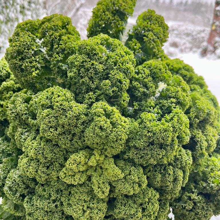 Auf dem Foto sieht man Steinpilze im Wald.